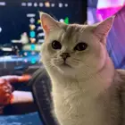 سكوتش ستريت للتزواج