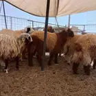 تبوك