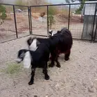 عنز عارضيه معها 2