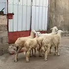 طليان