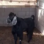 بيع تيس عارضي