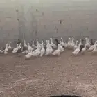 بط بكيني