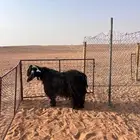 تيس رباع طيب جدا
