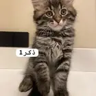 قطط ذكور