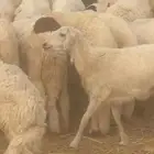 مزرعة أبو مشعل للأغنام اضاحي للبيع