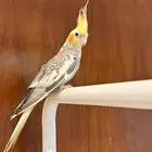 للبيع كروان