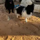 كلاب بومرينيان ذكر وانثى