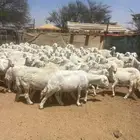 غنم حريات للبيع