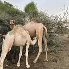 قعود كفو