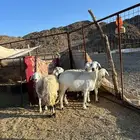 رخال