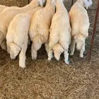 ذبايح حريه فل شحم