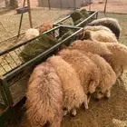 نعيمي وسواكن مستورده مرابي جمله وتفريد