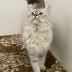 قطط ذكور للتزاوج