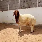 ( تم البيع ) خروف جذع