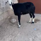نعجه نجديه اخر واحد يربح
