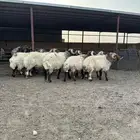 فحول أنعيم طيبه اللبييع