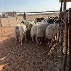 نعيم