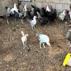 دجاج