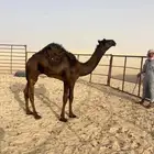 قعدان قصب فل الفل بريه تحت امهاتها