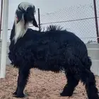 مشروع فحل ادغم صنف