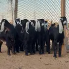 بيعن الله يبارك له جفار