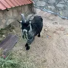 ماعز قزمي تيس وعنز معها حفره من أصول أمريكية