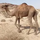 ناقه