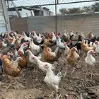 دجاج بلدي