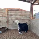 شاه نجديه