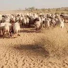 غنم نعيم