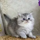 كيتن شيرازي قطط صغيره قطوه قطو قط قطه قطط بيكي فيس هاف بيكي