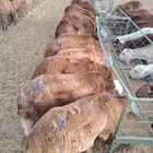 سواكن ممتازه تربيه 3 شهور