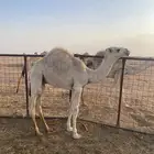 قعودين