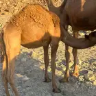 قعدان ثلاثه للبيع تحت امهاتها