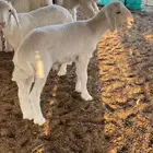 للبيع داوغير