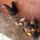 دجاج