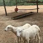 للبيع فران بلدي