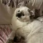 هملايا 3 اشهر