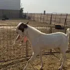 للبيع تيوس مشروطه
