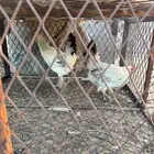 دجاج تركي شرط من الأمراض