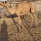 قعود للبيع