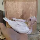 فرخ كروان البينو