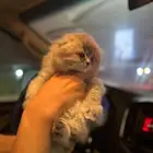 ما شاء الله يتوفر عدة قطط جميله