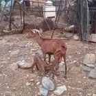 شاه معها أنثى