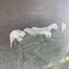 خرفان