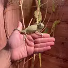 حرباء صغيره
