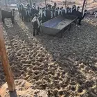 بهم للبيع العدد22 بين تيس وجفره أعماره 5شهور أحواله