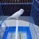 كناري