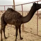 قعود طيب جدا  للبيع