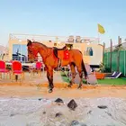 مخيم كرفان العز في شاطي الخيول